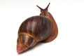 Archachatina marginata suturalis 1b adult, 11cm